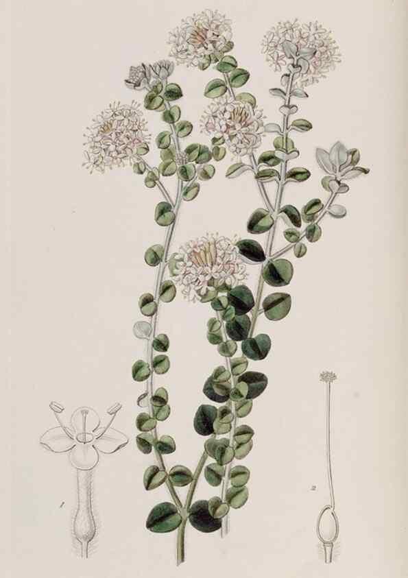 Reproducción/Reproduction 49818051662: Edwards's botanical register.. London :James Ridgway,1829-1847.. 