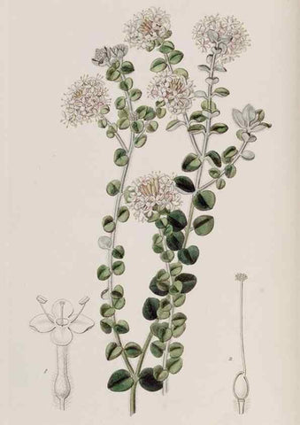 Reproducción/Reproduction 49818051662: Edwards's botanical register.. London :James Ridgway,1829-1847.. 