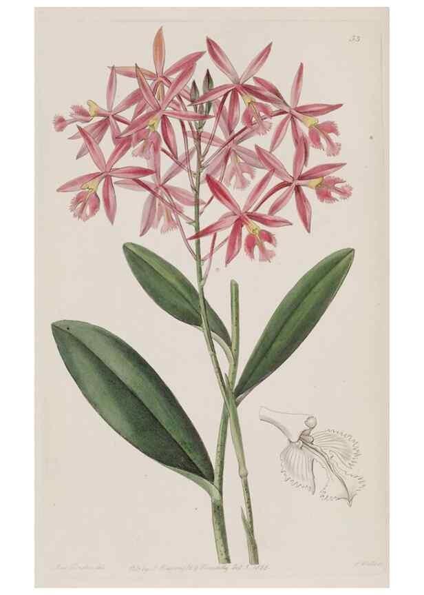 Reproducción/Reproduction 49818063142: Edwards's botanical register.. London :James Ridgway,1829-1847.. 