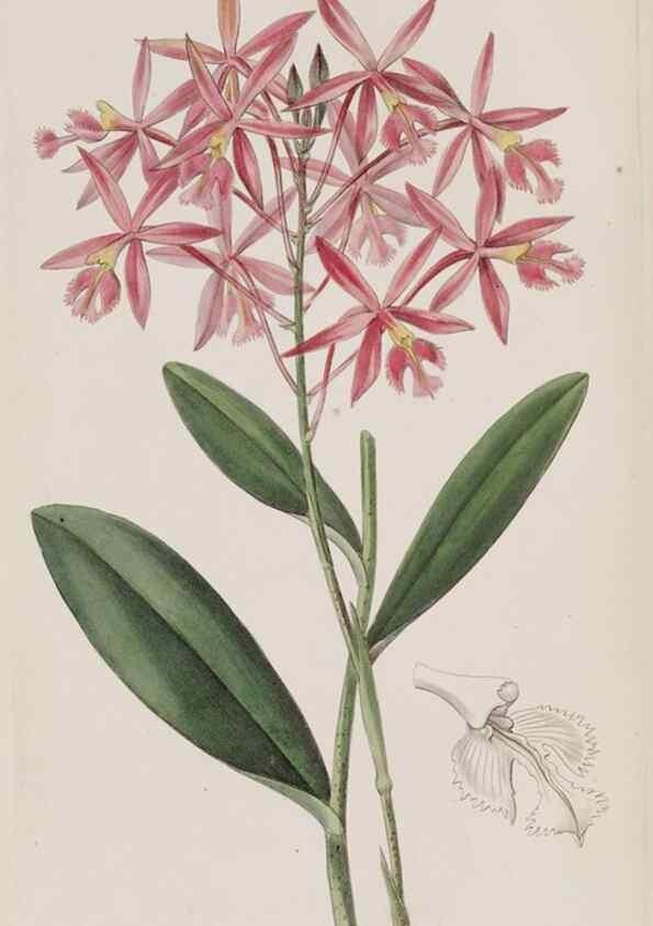 Reproducción/Reproduction 49818063142: Edwards's botanical register.. London :James Ridgway,1829-1847.. 