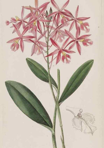 Reproducción/Reproduction 49818063142: Edwards's botanical register.. London :James Ridgway,1829-1847.. 