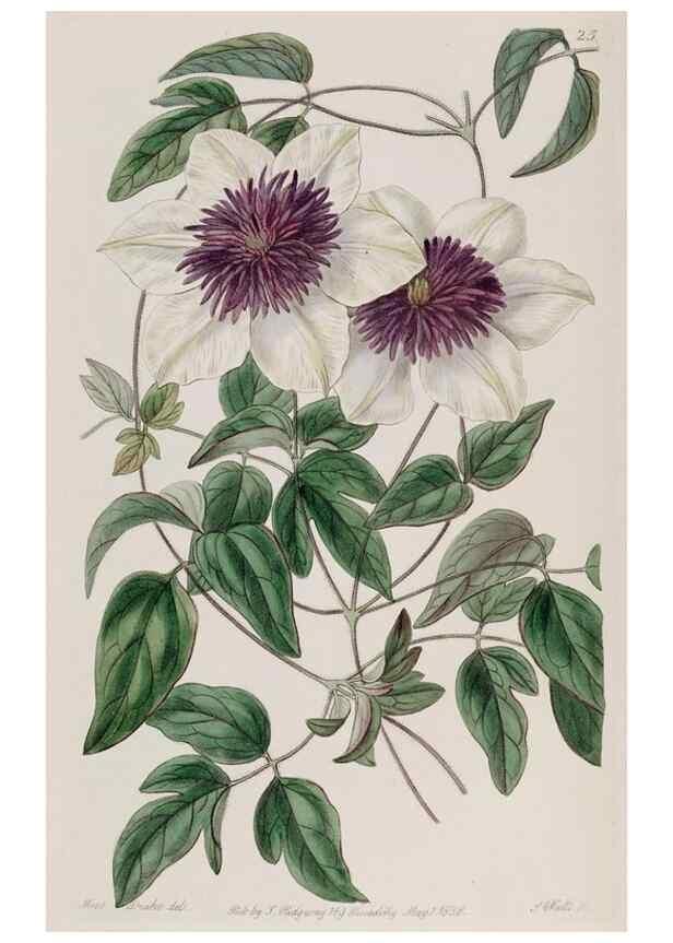 Reproducción/Reproduction 49817208063: Edwards's botanical register.. London :James Ridgway,1829-1847.. 