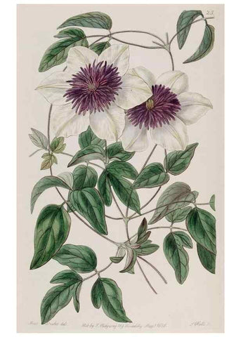 Reproducción/Reproduction 49817208063: Edwards's botanical register.. London :James Ridgway,1829-1847.. 