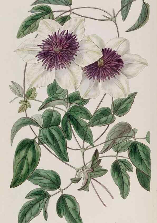 Reproducción/Reproduction 49817208063: Edwards's botanical register.. London :James Ridgway,1829-1847.. 