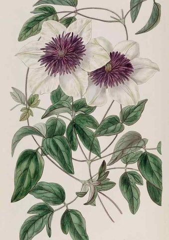 Reproducción/Reproduction 49817208063: Edwards's botanical register.. London :James Ridgway,1829-1847.. 