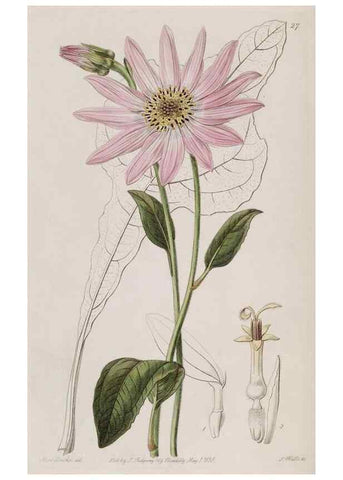 Reproducción/Reproduction 49818052992: Edwards's botanical register.. London :James Ridgway,1829-1847.. 