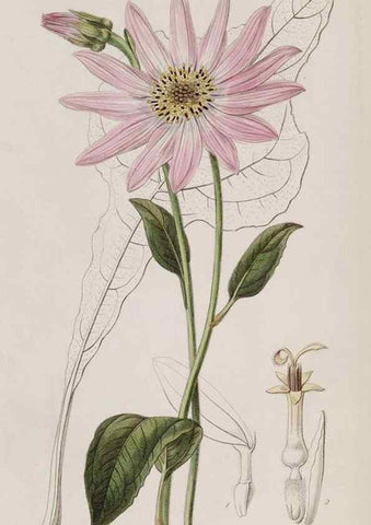 Reproducción/Reproduction 49818052992: Edwards's botanical register.. London :James Ridgway,1829-1847.. 