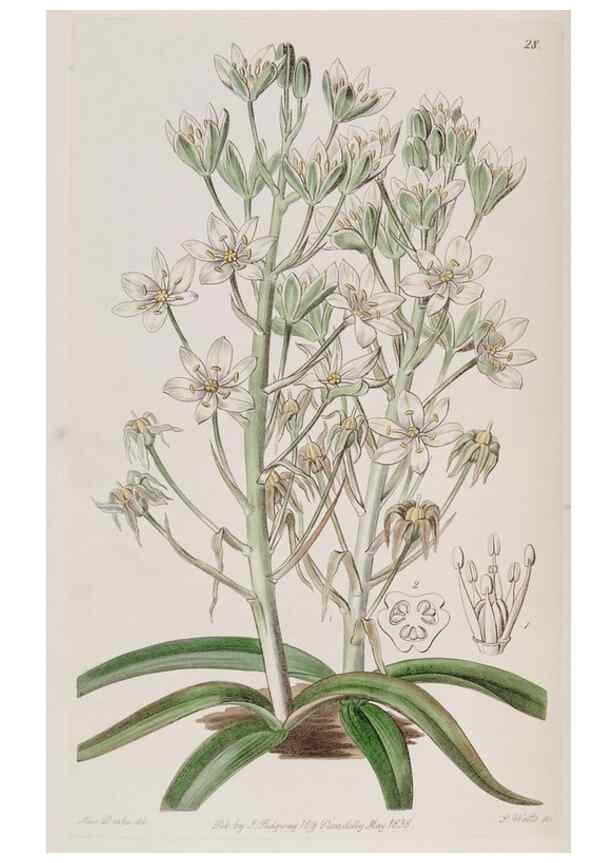Reproducción/Reproduction 49817209158: Edwards's botanical register.. London :James Ridgway,1829-1847.. 