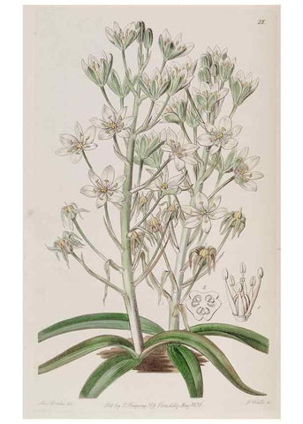 Reproducción/Reproduction 49817209158: Edwards's botanical register.. London :James Ridgway,1829-1847.. 