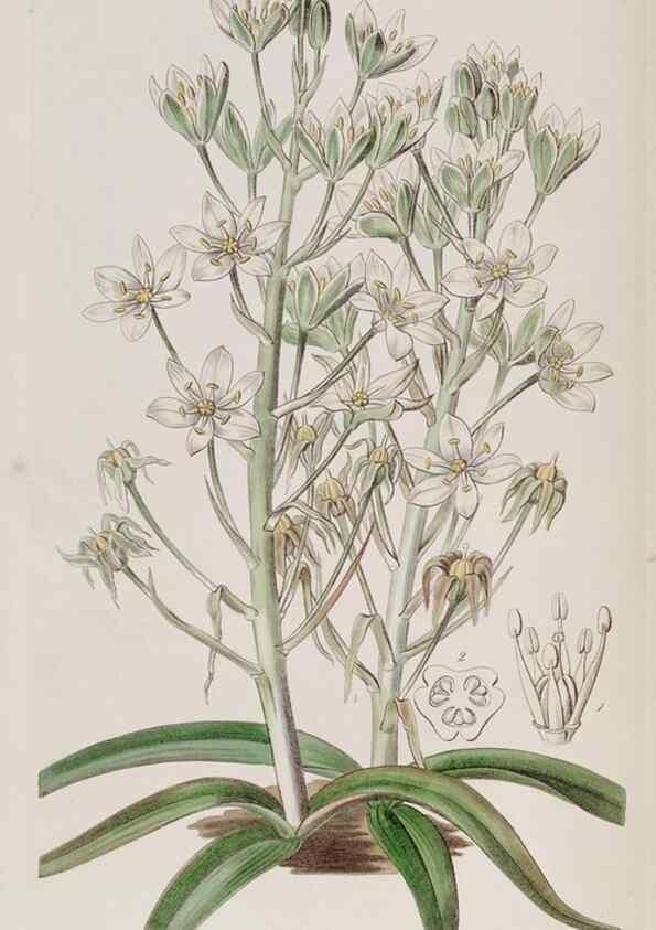 Reproducción/Reproduction 49817209158: Edwards's botanical register.. London :James Ridgway,1829-1847.. 