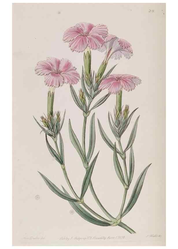 Reproducción/Reproduction 49818053787: Edwards's botanical register.. London :James Ridgway,1829-1847.. 