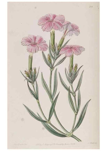 Reproducción/Reproduction 49818053787: Edwards's botanical register.. London :James Ridgway,1829-1847.. 