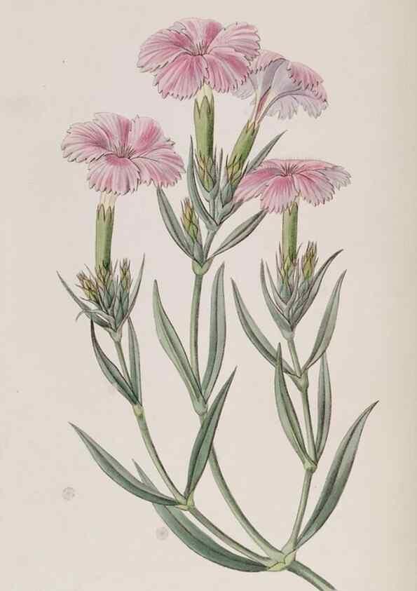 Reproducción/Reproduction 49818053787: Edwards's botanical register.. London :James Ridgway,1829-1847.. 