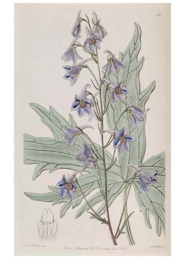 Reproducción/Reproduction 49817746386: Edwards's botanical register.. London :James Ridgway,1829-1847.. 