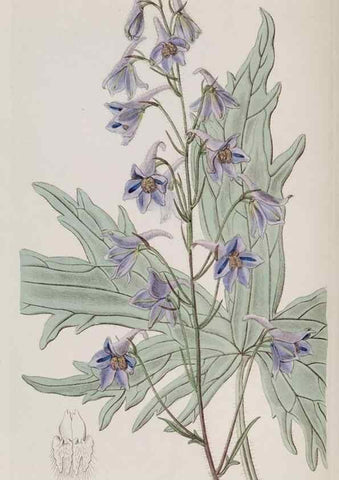 Reproducción/Reproduction 49817746386: Edwards's botanical register.. London :James Ridgway,1829-1847.. 