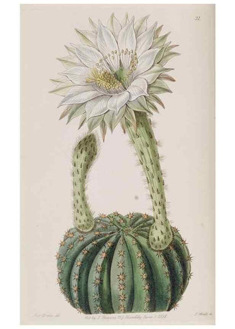 Reproducción/Reproduction 49818054717: Edwards's botanical register.. London :James Ridgway,1829-1847.. 