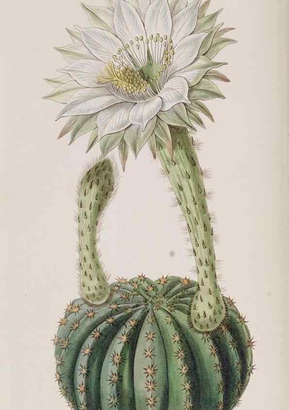 Reproducción/Reproduction 49818054717: Edwards's botanical register.. London :James Ridgway,1829-1847.. 