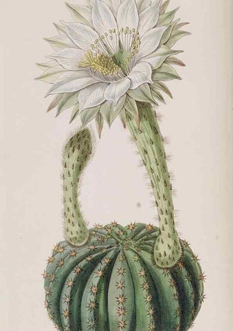 Reproducción/Reproduction 49818054717: Edwards's botanical register.. London :James Ridgway,1829-1847.. 