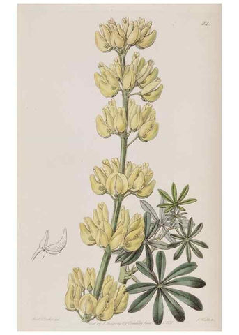 Reproducción/Reproduction 49818055177: Edwards's botanical register.. London :James Ridgway,1829-1847.. 