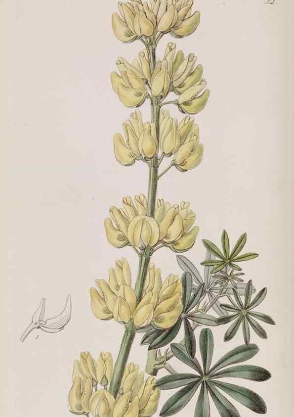 Reproducción/Reproduction 49818055177: Edwards's botanical register.. London :James Ridgway,1829-1847.. 