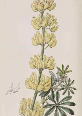 Reproducción/Reproduction 49818055177: Edwards's botanical register.. London :James Ridgway,1829-1847.. 