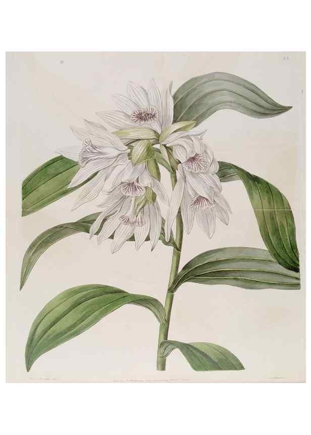 Reproducción/Reproduction 49818055607: Edwards's botanical register.. London :James Ridgway,1829-1847.. 