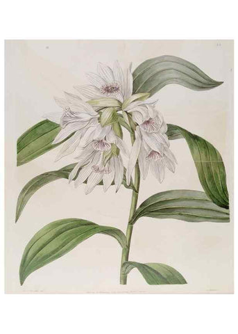 Reproducción/Reproduction 49818055607: Edwards's botanical register.. London :James Ridgway,1829-1847.. 