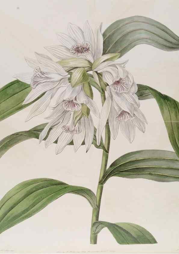 Reproducción/Reproduction 49818055607: Edwards's botanical register.. London :James Ridgway,1829-1847.. 