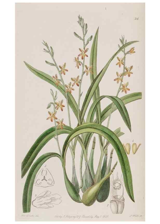 Reproducción/Reproduction 49818052612: Edwards's botanical register.. London :James Ridgway,1829-1847.. 