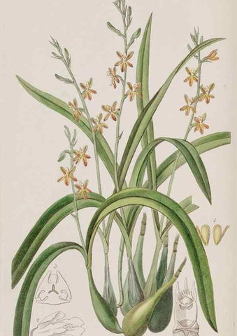 Reproducción/Reproduction 49818052612: Edwards's botanical register.. London :James Ridgway,1829-1847.. 