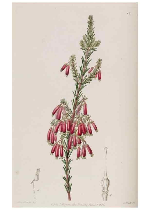 Reproducción/Reproduction 49818048937: Edwards's botanical register.. London :James Ridgway,1829-1847.. 