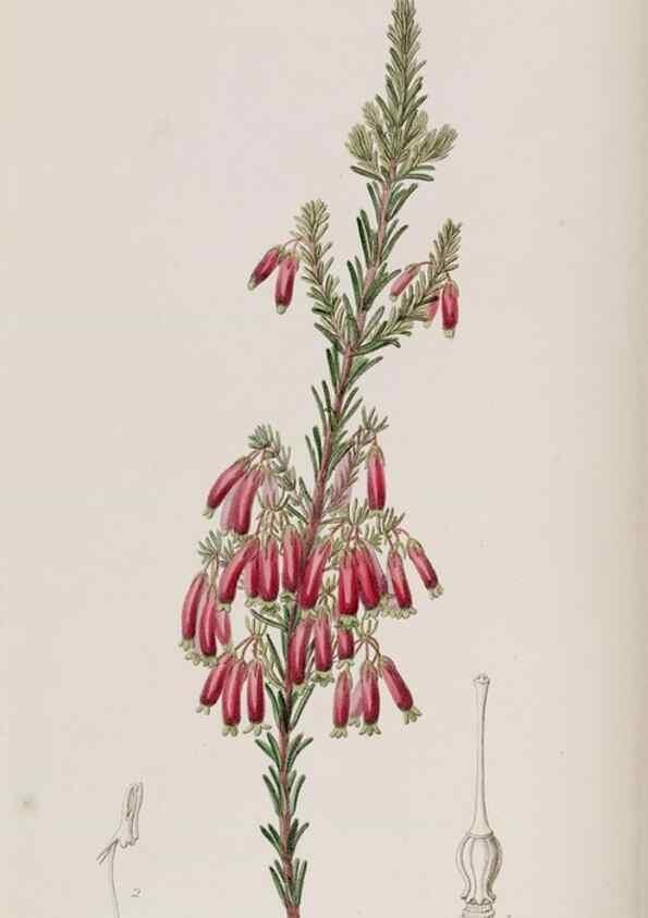 Reproducción/Reproduction 49818048937: Edwards's botanical register.. London :James Ridgway,1829-1847.. 