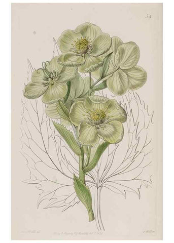 Reproducción/Reproduction 49817219658: Edwards's botanical register.. London :James Ridgway,1829-1847.. 