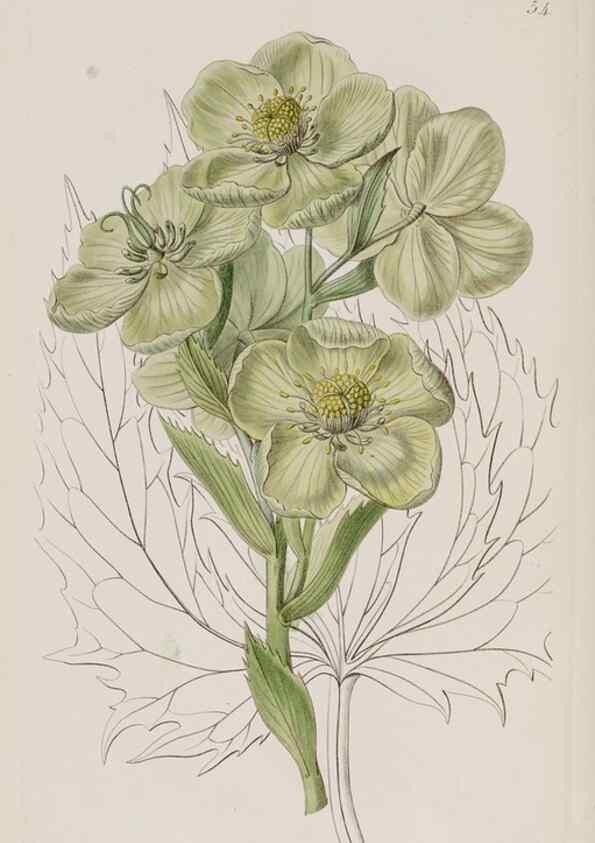 Reproducción/Reproduction 49817219658: Edwards's botanical register.. London :James Ridgway,1829-1847.. 