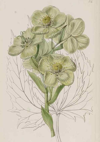Reproducción/Reproduction 49817219658: Edwards's botanical register.. London :James Ridgway,1829-1847.. 