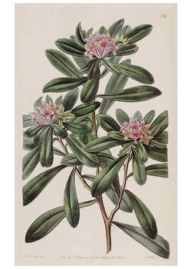Reproducción/Reproduction 49817757181: Edwards's botanical register.. London :James Ridgway,1829-1847.. 