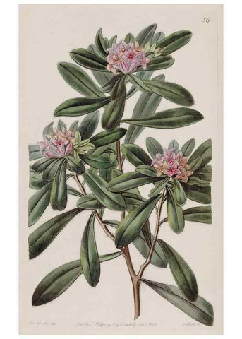 Reproducción/Reproduction 49817757181: Edwards's botanical register.. London :James Ridgway,1829-1847.. 