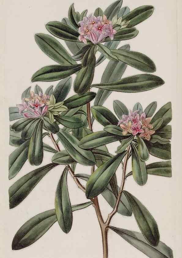Reproducción/Reproduction 49817757181: Edwards's botanical register.. London :James Ridgway,1829-1847.. 