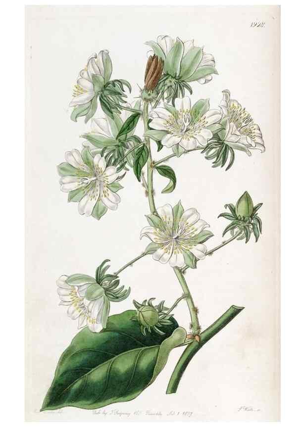 Reproducción/Reproduction 49821483688: Edwards's botanical register.. London :James Ridgway,1829-1847.. 