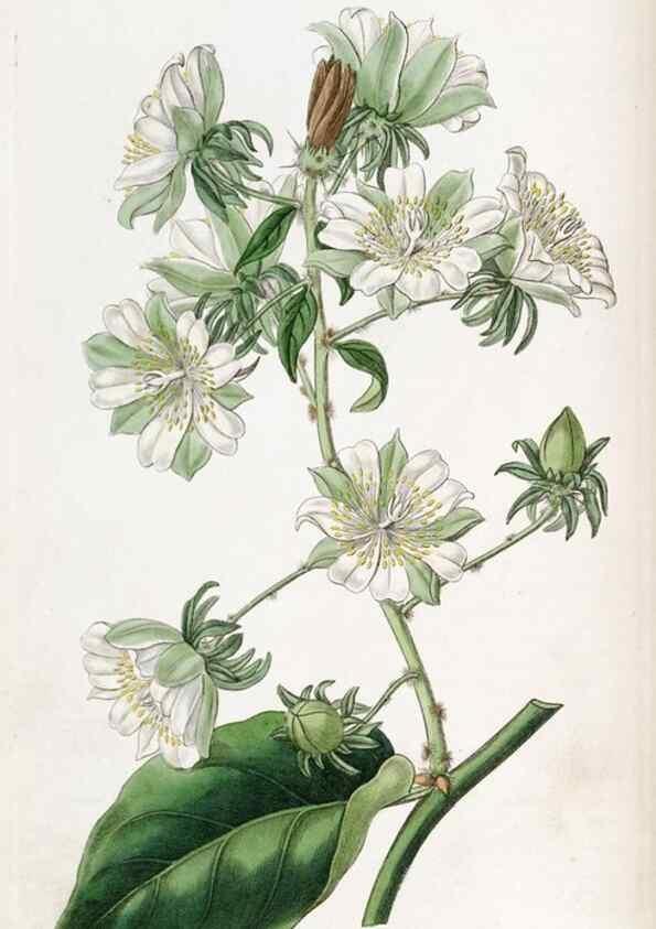 Reproducción/Reproduction 49821483688: Edwards's botanical register.. London :James Ridgway,1829-1847.. 