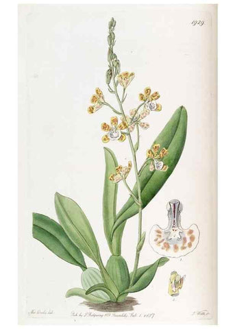 Reproducción/Reproduction 49822334417: Edwards's botanical register.. London :James Ridgway,1829-1847.. 