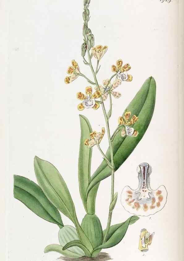 Reproducción/Reproduction 49822334417: Edwards's botanical register.. London :James Ridgway,1829-1847.. 