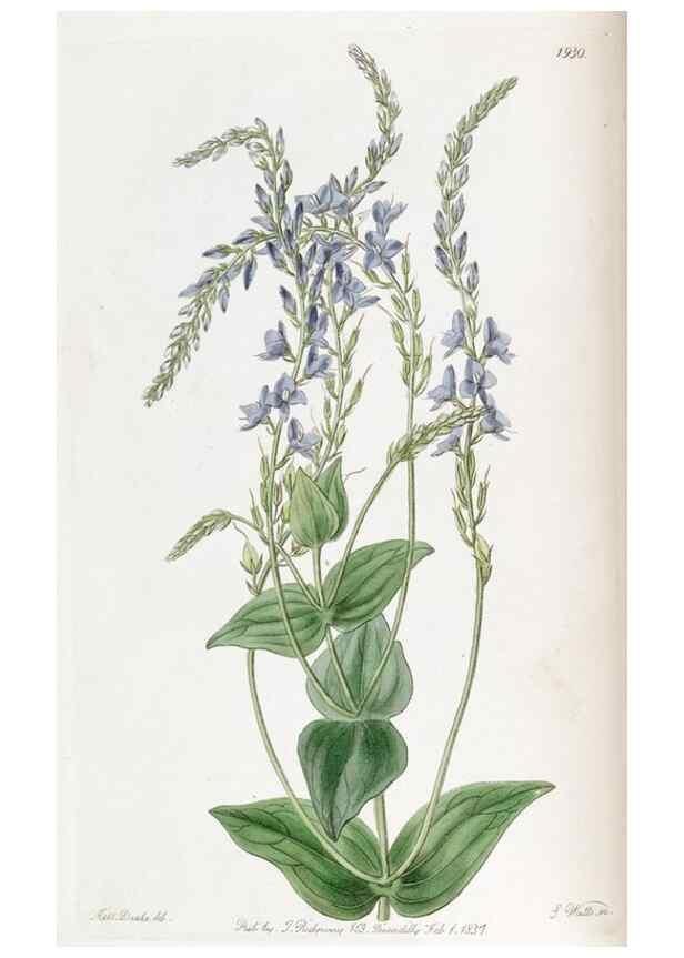 Reproducción/Reproduction 49821484578: Edwards's botanical register.. London :James Ridgway,1829-1847.. 