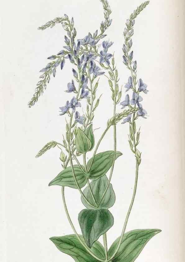 Reproducción/Reproduction 49821484578: Edwards's botanical register.. London :James Ridgway,1829-1847.. 