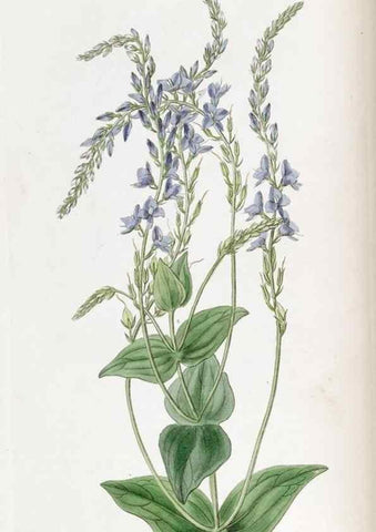 Reproducción/Reproduction 49821484578: Edwards's botanical register.. London :James Ridgway,1829-1847.. 