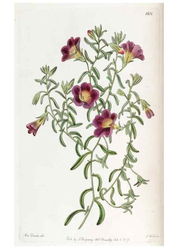 Reproducción/Reproduction 49821484948: Edwards's botanical register.. London :James Ridgway,1829-1847.. 