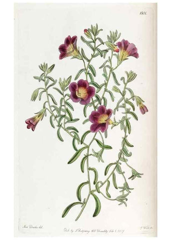 Reproducción/Reproduction 49821484948: Edwards's botanical register.. London :James Ridgway,1829-1847.. 