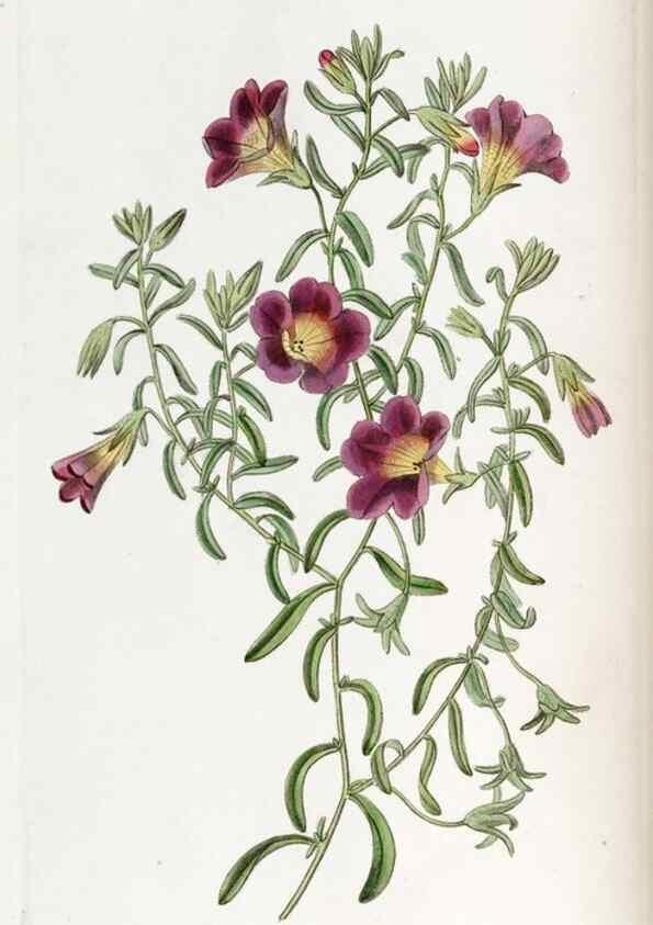 Reproducción/Reproduction 49821484948: Edwards's botanical register.. London :James Ridgway,1829-1847.. 