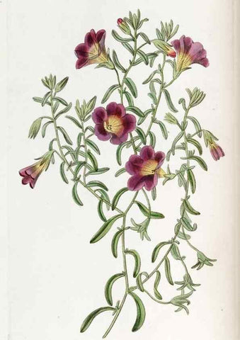 Reproducción/Reproduction 49821484948: Edwards's botanical register.. London :James Ridgway,1829-1847.. 