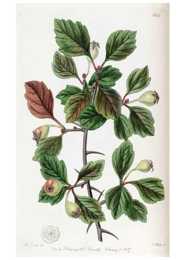 Reproducción/Reproduction 49822022961: Edwards's botanical register.. London :James Ridgway,1829-1847.. 